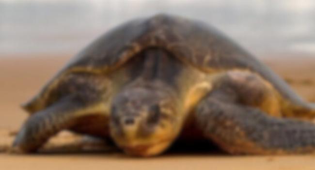 More dead sea turtles along Sri Lankan coastline